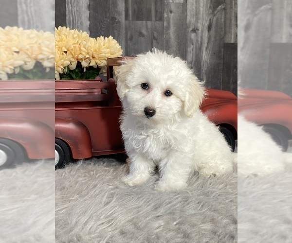 Medium Photo #2 Bichpoo Puppy For Sale in CANOGA, NY, USA