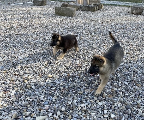 Medium Photo #5 German Shepherd Dog Puppy For Sale in WEST LIBERTY, KY, USA