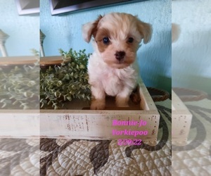 YorkiePoo Puppy for Sale in SHIPSHEWANA, Indiana USA