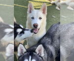 Small #1 Huskies -Siberian Husky Mix