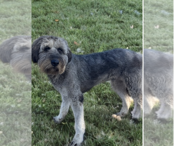 Medium Photo #3 Mutt Puppy For Sale in Newport Beach, CA, USA