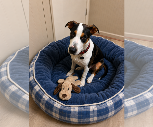 Medium Photo #3 Beagle-Border Collie Mix Puppy For Sale in Mt. Laurel, NJ, USA