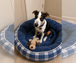 Small #2 Beagle-Border Collie Mix