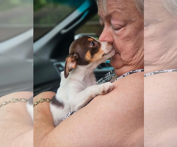 Medium Photo #5 Chihuahua-Unknown Mix Puppy For Sale in Wakefield, RI, USA
