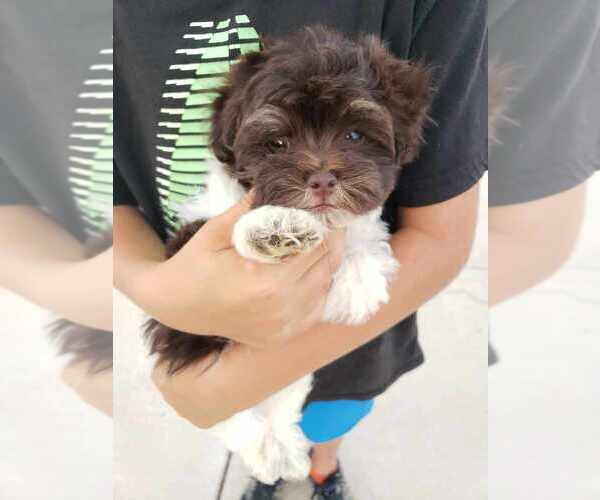 Medium Photo #9 Havanese Puppy For Sale in CASA GRANDE, AZ, USA