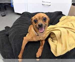 Jimothy - Male Chihuahua-Unknown Mix Dog for Adoption - Photo #4
