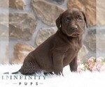 Small #4 Labrador Retriever