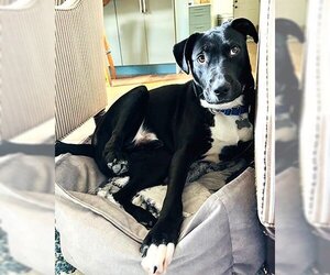 American Staffordshire Terrier-Labrador Retriever Mix Dogs for adoption in Rowayton, CT, USA