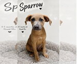 Sparrow- hound/lab puppy - Male Labrador Retriever-Unknown Mix Dog for Adoption - Small photo
