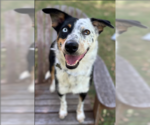 Small Photo #6 Australian Shepherd-Unknown Mix Puppy For Sale in Cranston, RI, USA