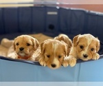 Small Photo #15 Cavachon-Cavapoo Mix Puppy For Sale in MONTECITO, CA, USA
