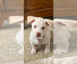 Small #2 Dachshund Mix
