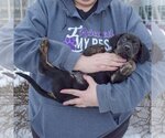 Small Photo #6 Coonhound-Unknown Mix Puppy For Sale in Huntley, IL, USA