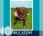 Small #5 Boxer Mix