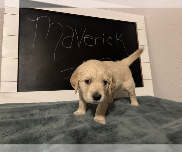 Medium Photo #1 Golden Retriever Puppy For Sale in ALBUQUERQUE, NM, USA