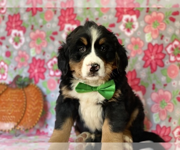 Medium Photo #2 Bernese Mountain Dog Puppy For Sale in LANCASTER, PA, USA