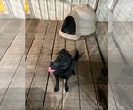 Small Photo #3 Mutt Puppy For Sale in Stover, MO, USA