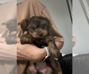 Yorkshire Terrier Puppy for sale in VIRGINIA BEACH, VA, USA