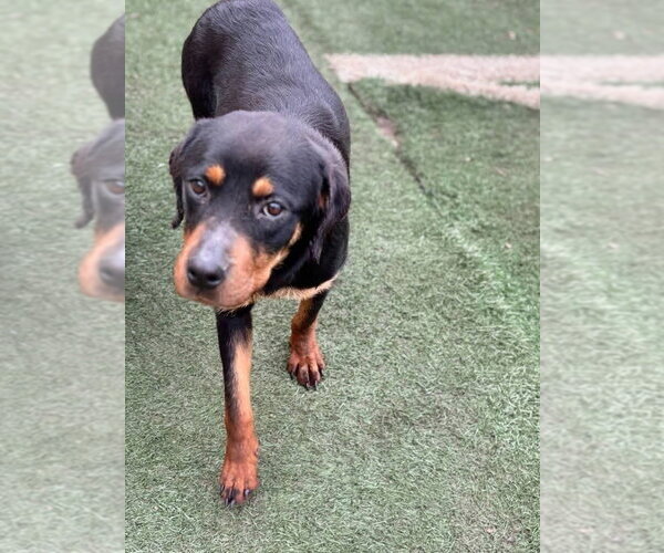 Medium Photo #3 Rottweiler Puppy For Sale in garner, NC, USA