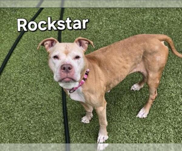 Medium Photo #1 American Pit Bull Terrier-Unknown Mix Puppy For Sale in Derwood, MD, USA