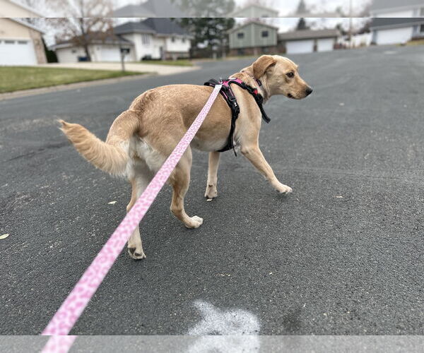 Medium Photo #7 Mutt Puppy For Sale in St. Louis Park, MN, USA