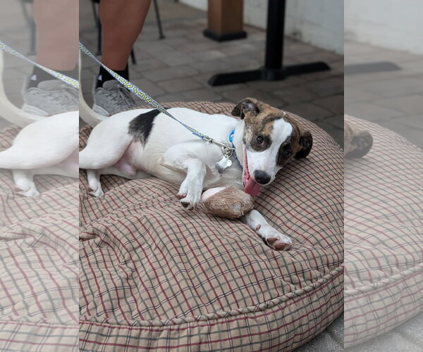 Medium Photo #1 Parson Russell Terrier-Rat Terrier Mix Puppy For Sale in Sanford, FL, USA