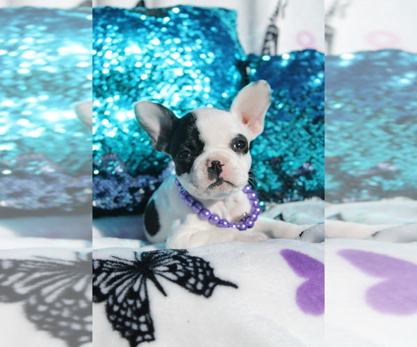Medium Photo #1 French Bulldog Puppy For Sale in PORT SAINT LUCIE, FL, USA
