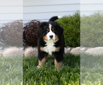 Small #3 Bernese Mountain Dog