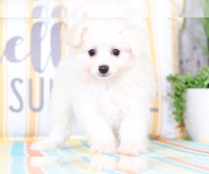 Bichon-A-Ranian Puppy for sale in MOUNT VERNON, OH, USA