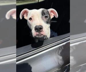 American Staffordshire Terrier-Unknown Mix Dogs for adoption in San Antonio, TX, USA