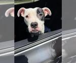Small American Staffordshire Terrier Mix