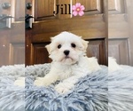 Small Photo #2 Mal-Shi Puppy For Sale in COOKEVILLE, TN, USA