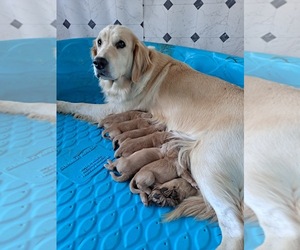 Mother of the Golden Retriever puppies born on 10/05/2021