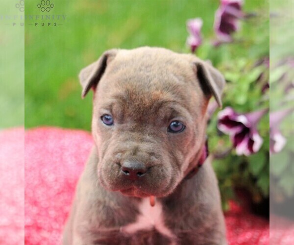 Medium Photo #3 Cane Corso Puppy For Sale in MYERSTOWN, PA, USA