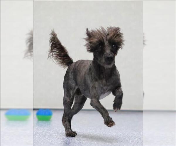 Medium Photo #1 Mutt Puppy For Sale in Grovetown, GA, USA