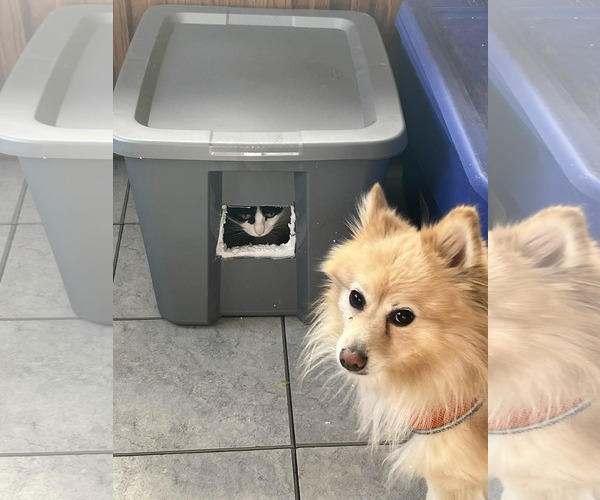 Medium Photo #3 Pomeranian Puppy For Sale in St. Louis Park, MN, USA