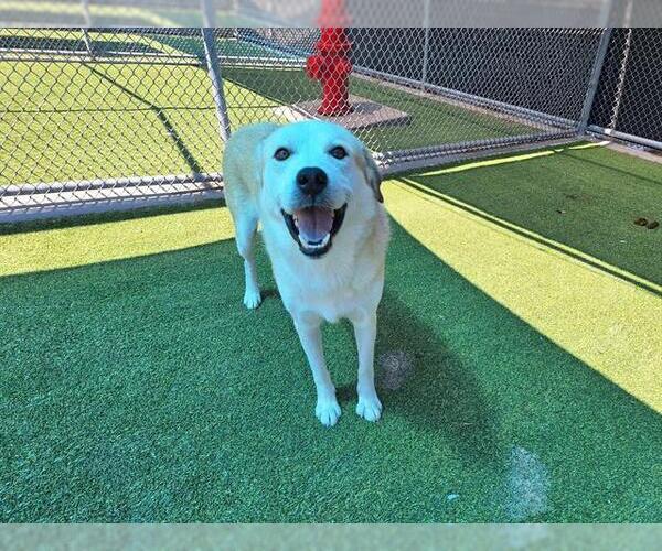 Medium Photo #2 Labrador Retriever-Unknown Mix Puppy For Sale in Grand Prairie, TX, USA