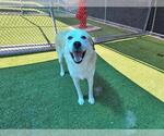 Small #1 Labrador Retriever Mix