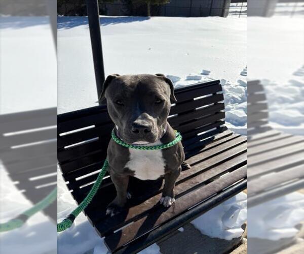 Medium Photo #2 American Pit Bull Terrier Puppy For Sale in Derwood, MD, USA