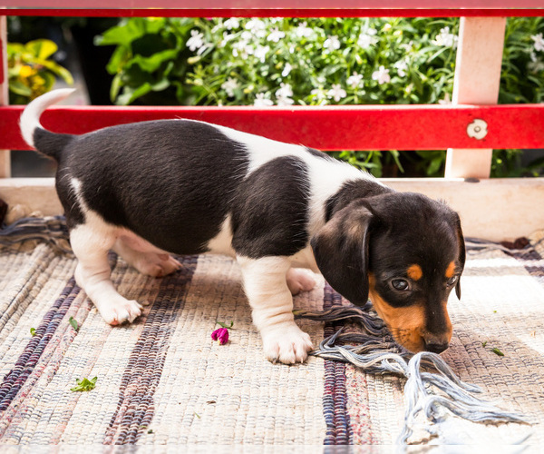 Medium Photo #8 Dachshund Puppy For Sale in WAKARUSA, IN, USA