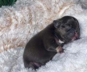French Bulldog Puppy for sale in POWDER SPRINGS, GA, USA