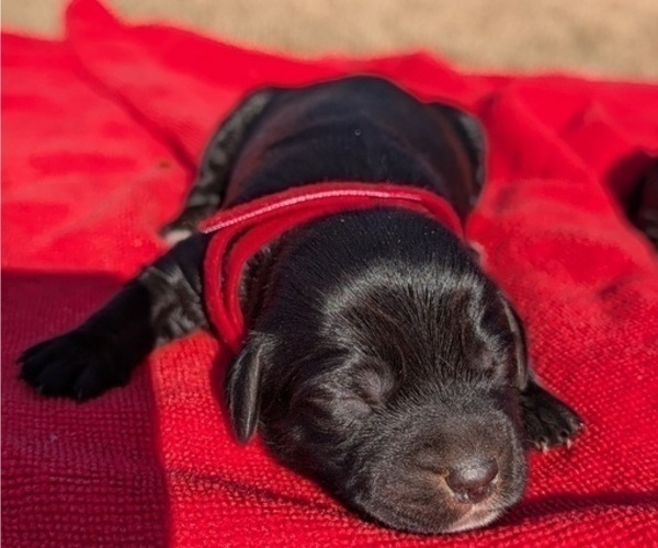 Medium Photo #9 Boykin Spaniel-Goldendoodle Mix Puppy For Sale in MORGANTON, NC, USA