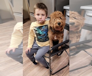 Goldendoodle (Miniature) Dogs for adoption in ASHBY, MN, USA