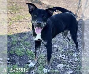 Labrador Retriever-Unknown Mix Dogs for adoption in Conroe, TX, USA
