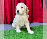 Puppy 9 Aussiedoodle-Australian Labradoodle Mix