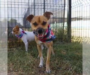 Chihuahua-Unknown Mix Dogs for adoption in San Antonio, TX, USA