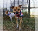 Small Chihuahua Mix