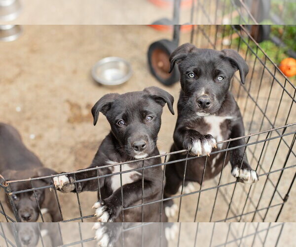Medium Photo #2 Border Collie-Unknown Mix Puppy For Sale in Landenberg, PA, USA