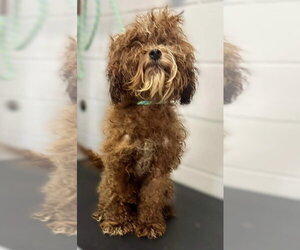 Poodle (Standard)-Unknown Mix Dogs for adoption in Andover, MN, USA
