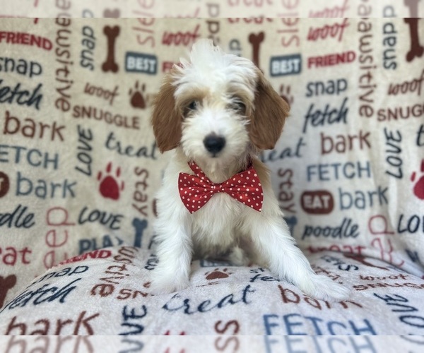 Medium Photo #1 Cavapoo Puppy For Sale in LAKELAND, FL, USA